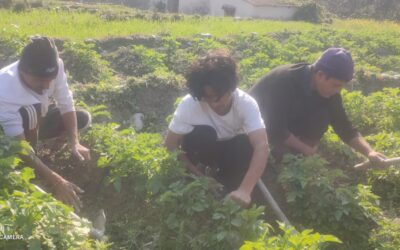 PROYECTO GRANJA VIVA